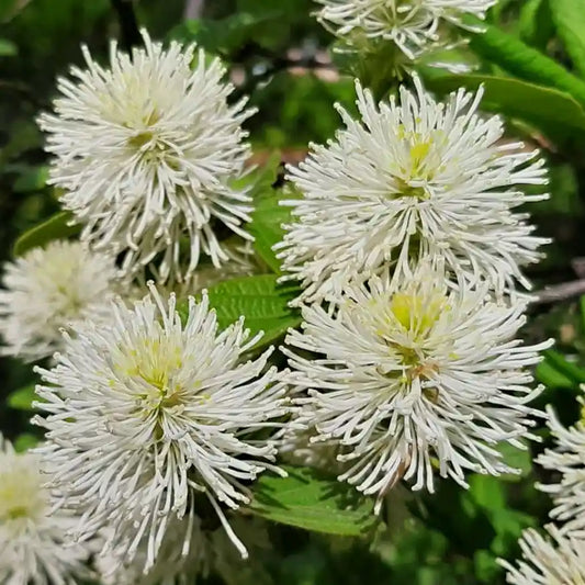 Fothergille majeure (Fothergilla major)