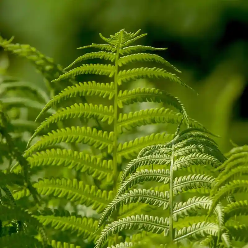 Feuilles de fougère (Polystichum setiferum)
