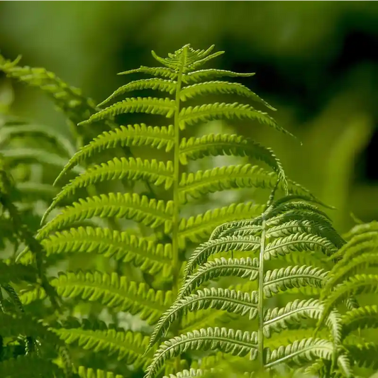 Feuilles de fougère (Polystichum setiferum)