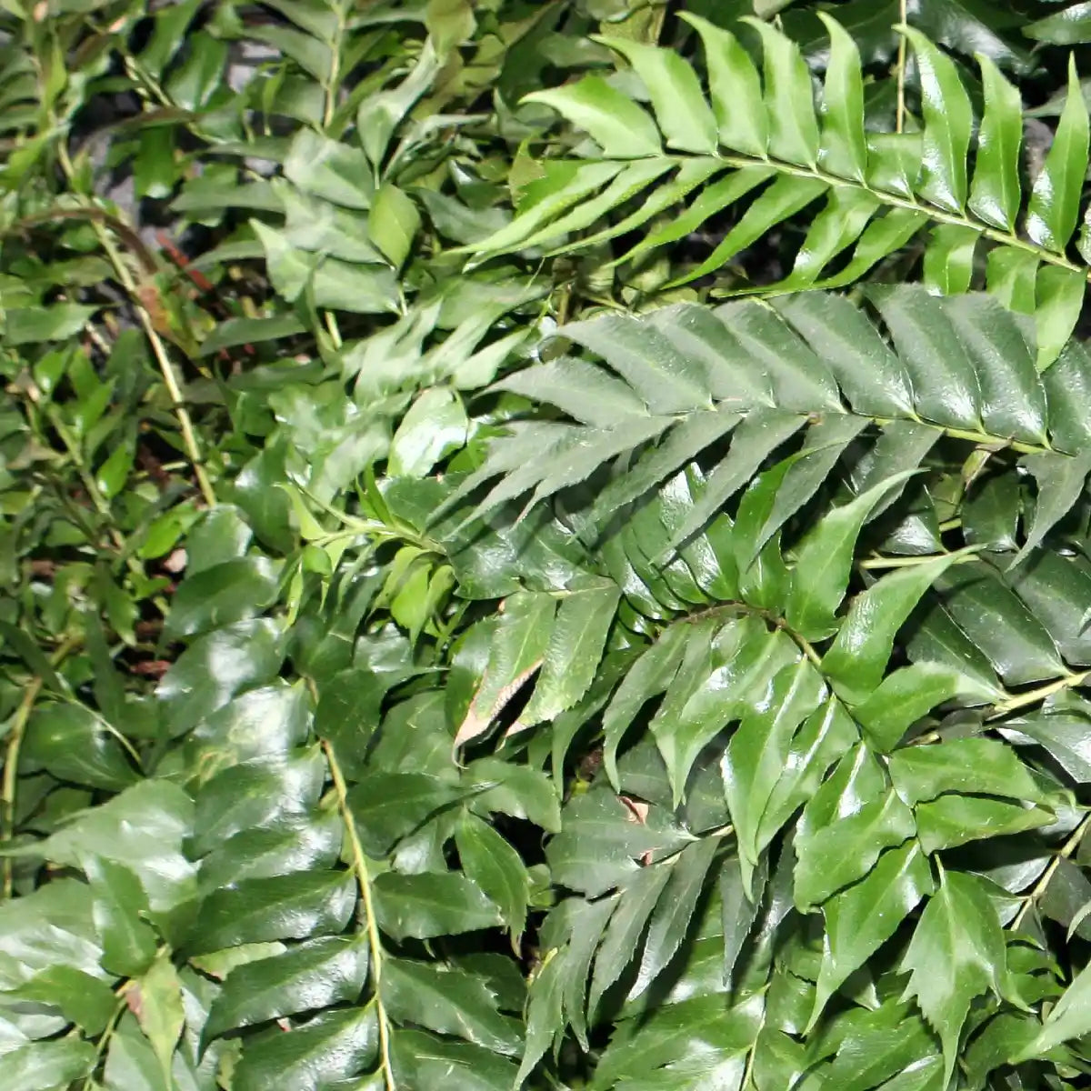 Fougère à feuilles de houx