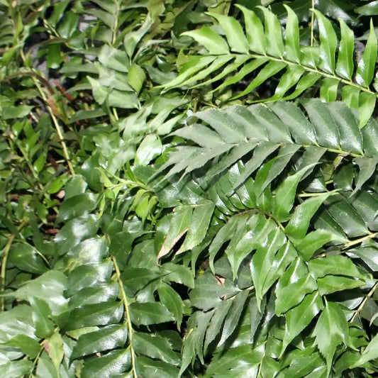 Fougère à feuilles de houx