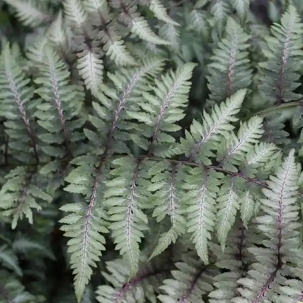 Feuillage argentée de la fougère Pewter Lace