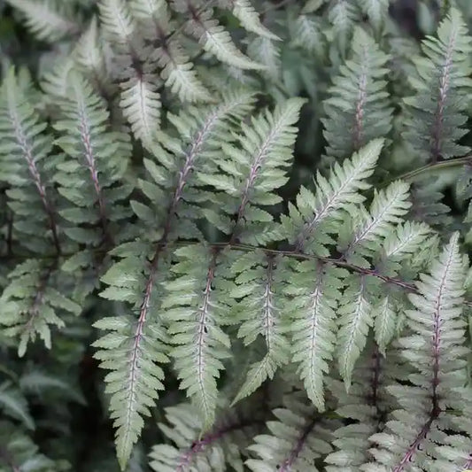 Feuillage argentée de la fougère Pewter Lace