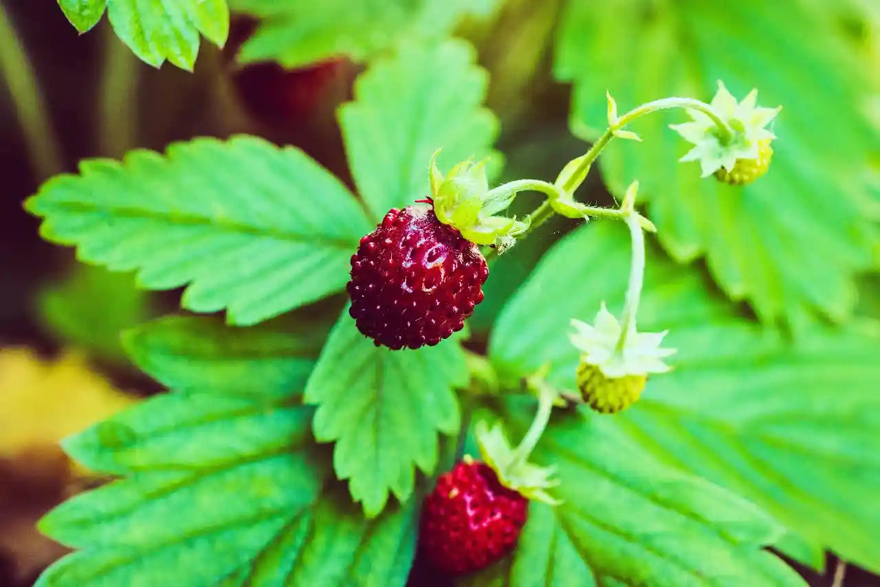 Fraisier des bois