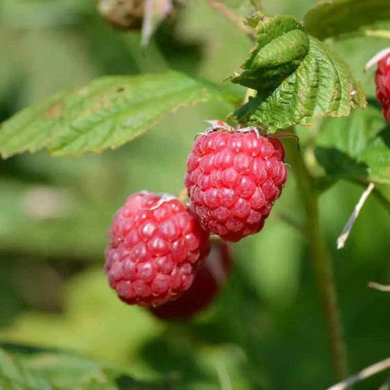 framboise autumn bliss à maturité