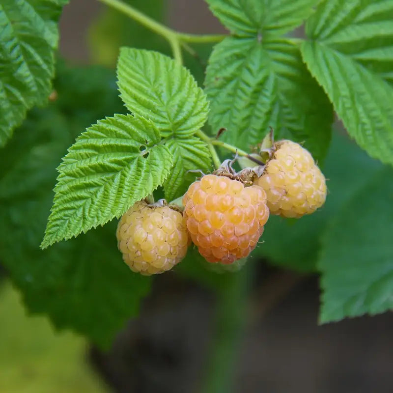 Framboisier "Fall Gold"