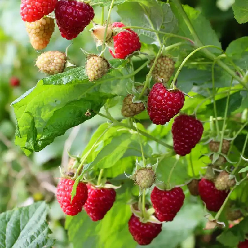 framboise frambelise