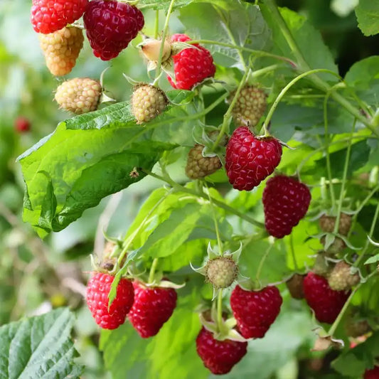 framboise frambelise