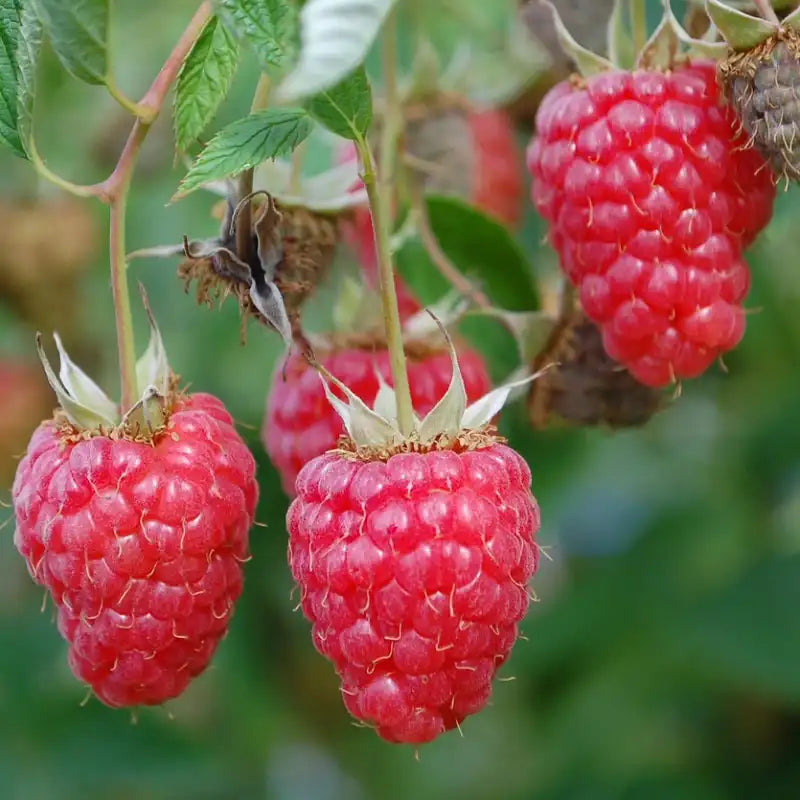 framboise willamette