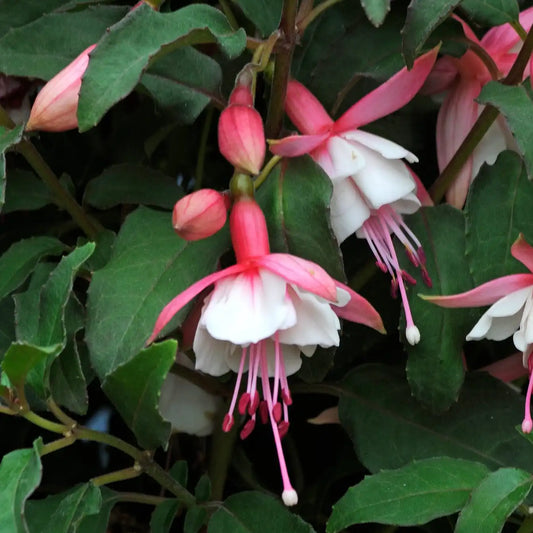 Fuchsia Alice Hoffman