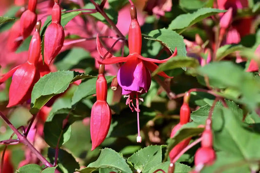 Fuchsia Bernisser Hardy