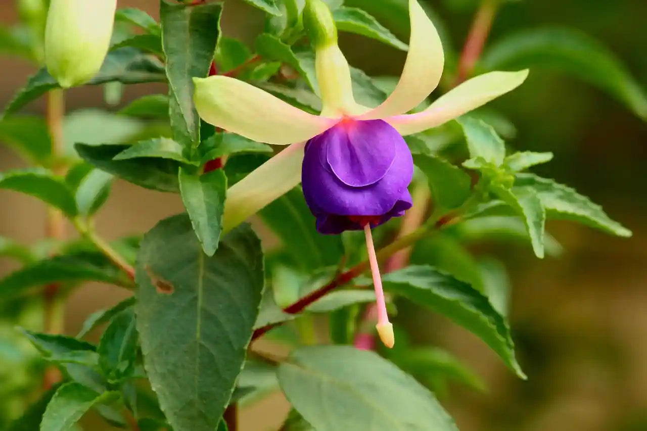 Fleur bleue du fuchsia Blue Sarah