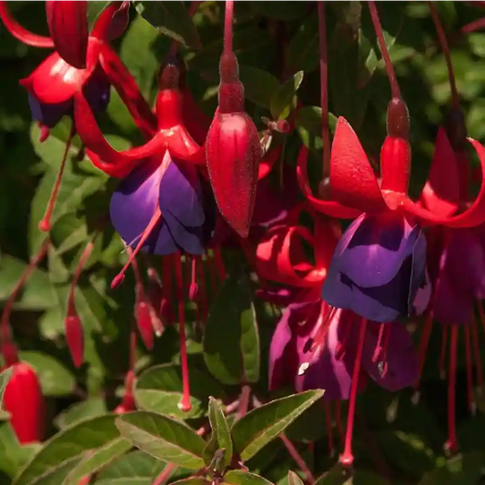Fuchsia grimpant et ses fleurs roses et violettes