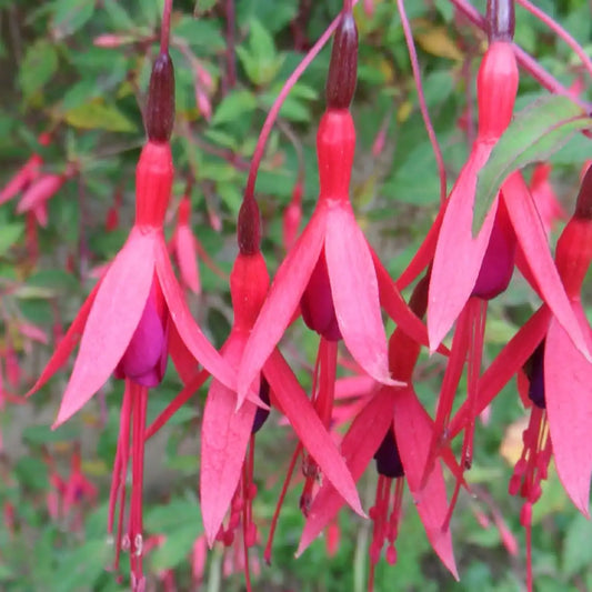 Fuchsia Magellanica Ricartonii