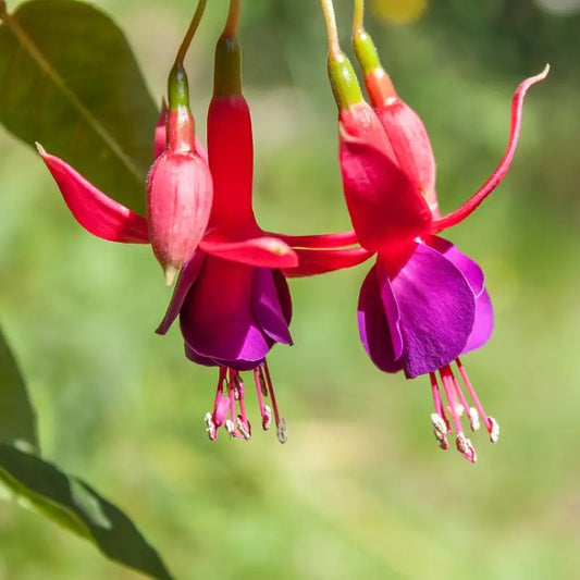 Fuchsi Mrs Popple, fleurs rouges et violettes
