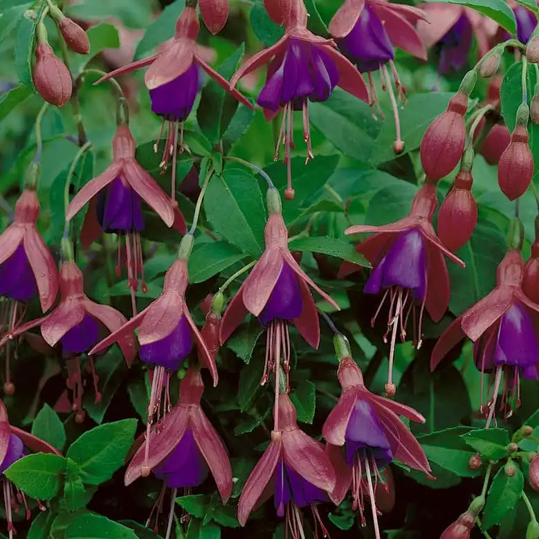 Fuchsia Tom Thumb
