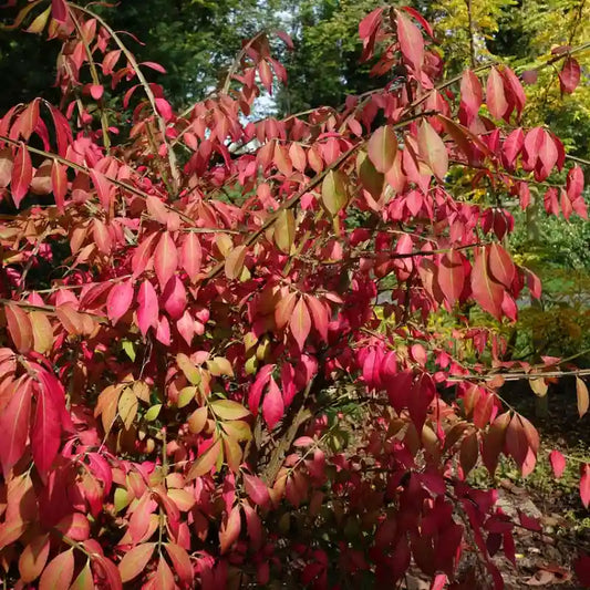 Fusain ailé (Euonymus alatus)
