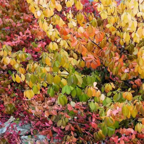 Fusain Dart blanket (Euonymus fortunei Dark blanket)