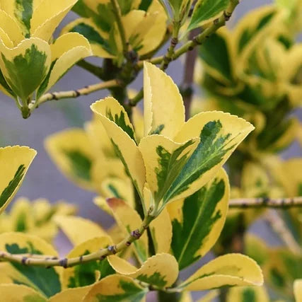 Fusain du Japon (euonymus japonicus) Aureomarginatus