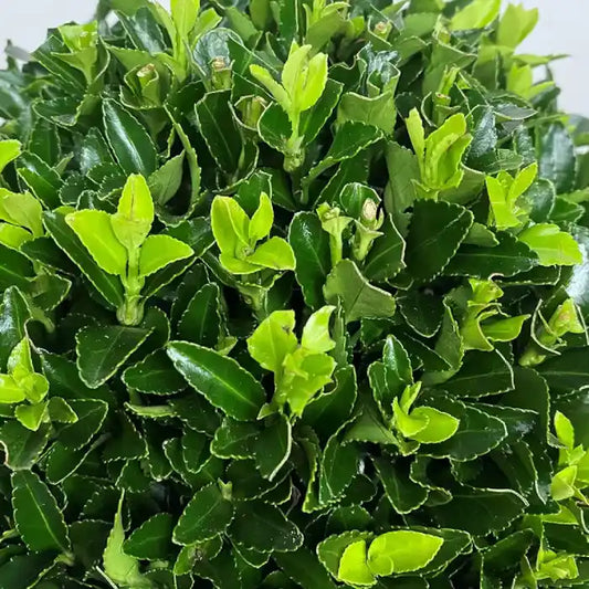 Fusain du Japon (euonymus japonicus) Green spire