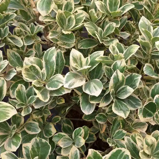 Fusain du Japon (Euonymus japonicus) Président Gauthier
