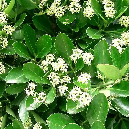 Fusain du Japon (euonymus japonicus)