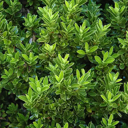 Fusain du Japon (euonymus japonicus) Microphyllus