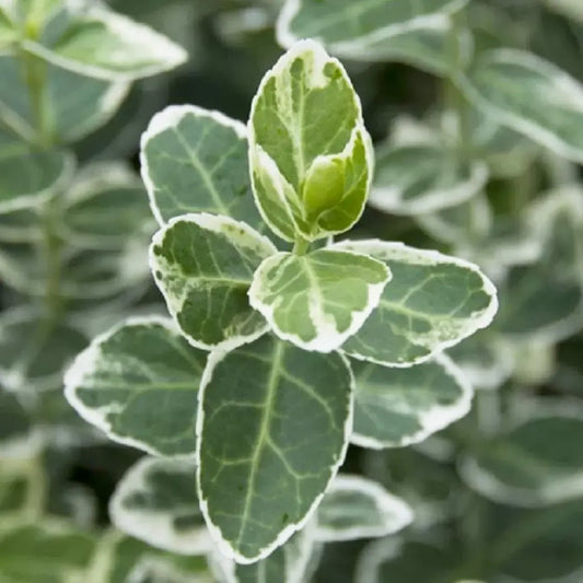 Fusain Emerald gaiety (Euonymus fortunei Emerald gaiety)