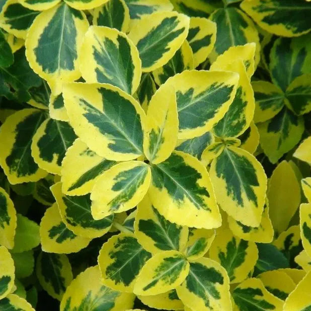 Fusain Emerald Gold (Euonymus fortunei Emerald gold)