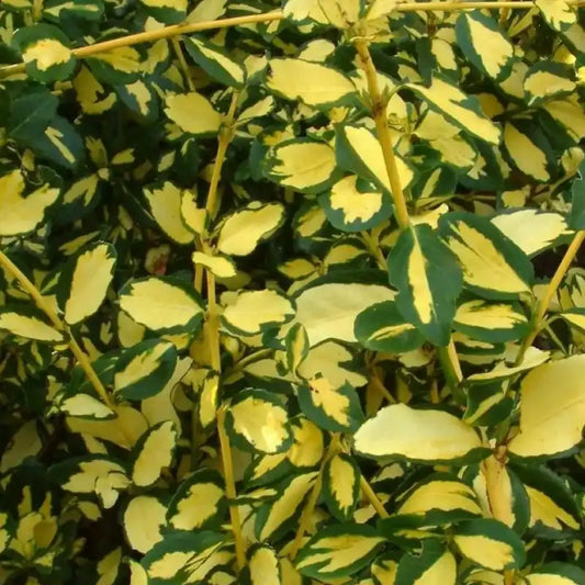 Fusain persistant panaché Blondy® (Euonymus fortunei Blondy®)