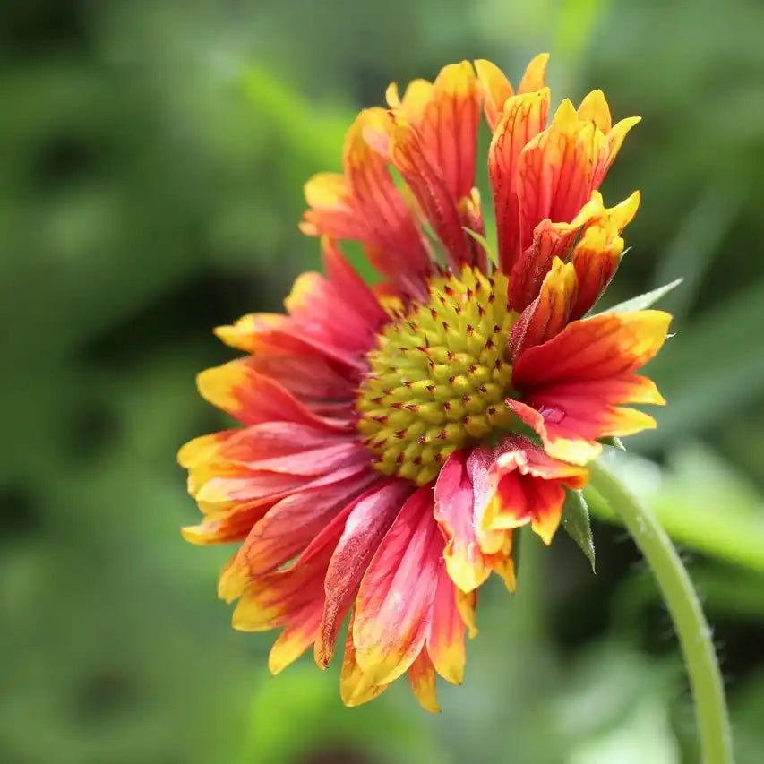 Fleur rouge et jaune de la gaillarde (gaillarda) Kobold
