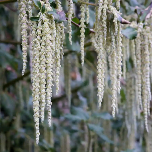 Garrya de Thuret (Garrya thuretii)