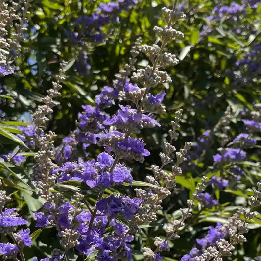 Gattilier latifolia (Vitex agnus-castus Latifolia)