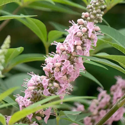 Gattilier pink pinnacle® (Vitex agnus-castus Pink pinnacle®)