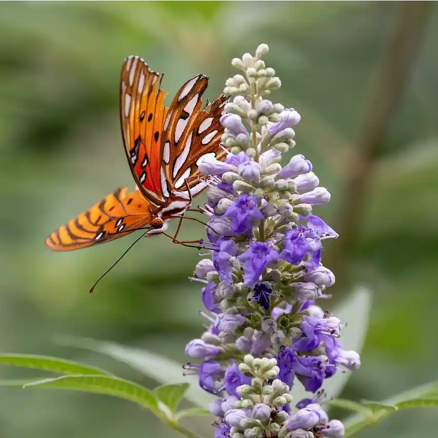 Gattilier (vitex agnus-castus)