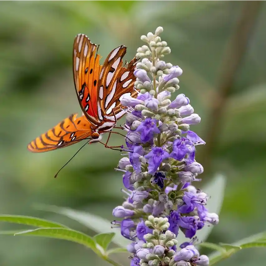 Gattilier (vitex agnus-castus)