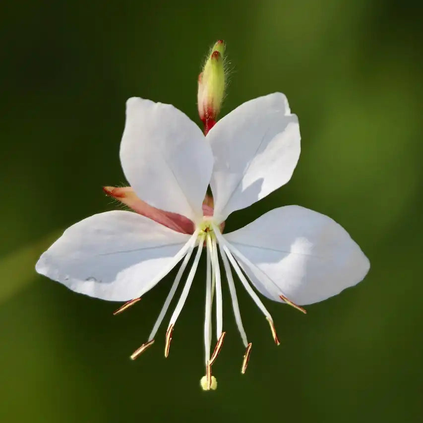 Fleur blanche du gaura lindheimeri