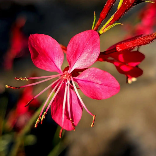 Fleur rouge en gros plan du gaura Gaudi Red