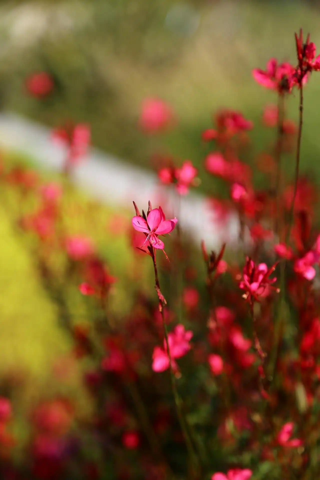 Fleurs rouges du gaura "Gaudi Red"