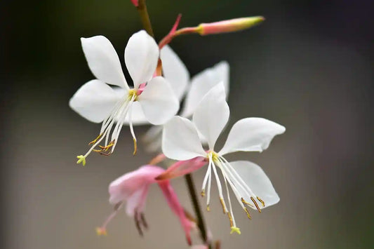 Fleur blanche du gaura lindheimeri "Nova"