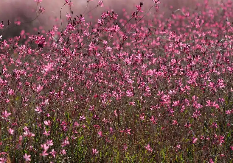 Fleurs roses de gaura Siski You Pink