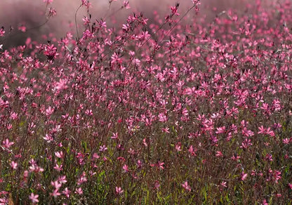 Fleurs roses de gaura Siski You Pink
