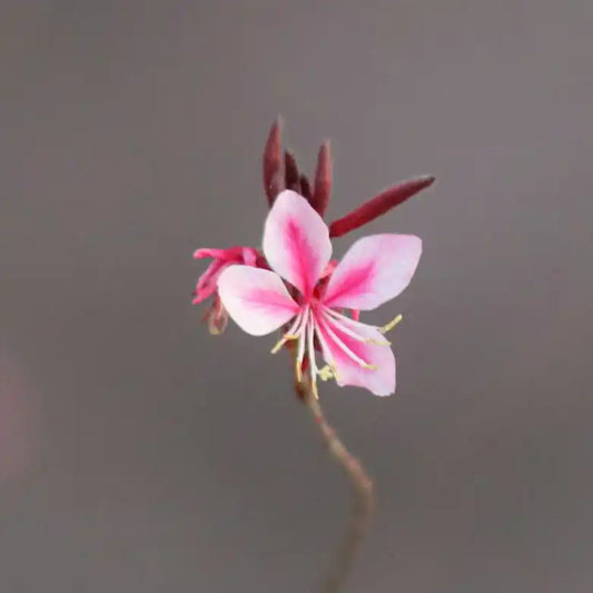 gros plan sur une fleur rose et blanche de gaura lindheimeri Siskiyou pink