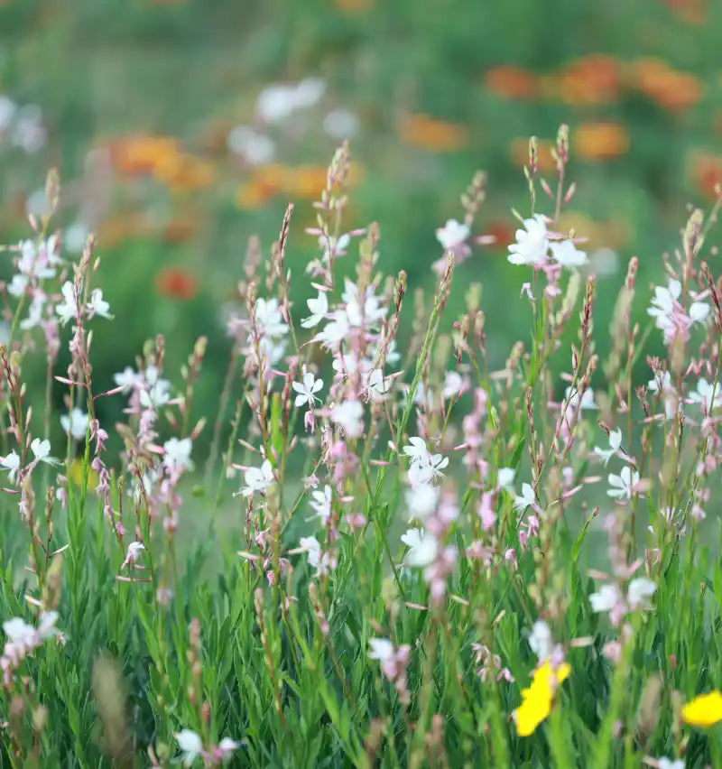 Gaura lindheimeri