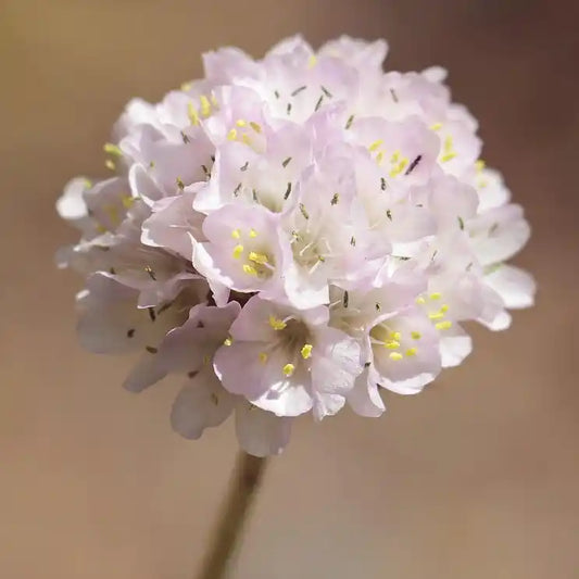 Fleur blanche du gazon d'Espagne (Armeria) "alba"