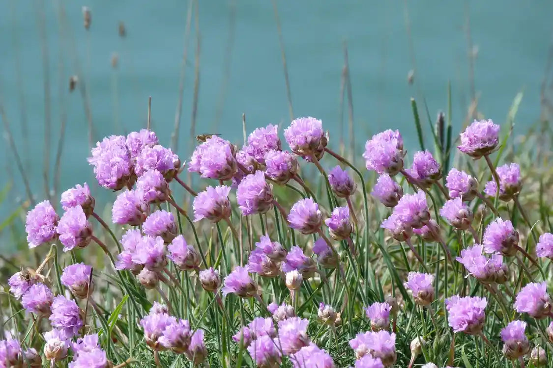 fleurs roses du gazon d'Espagne (Armeria maritima Rosea)
