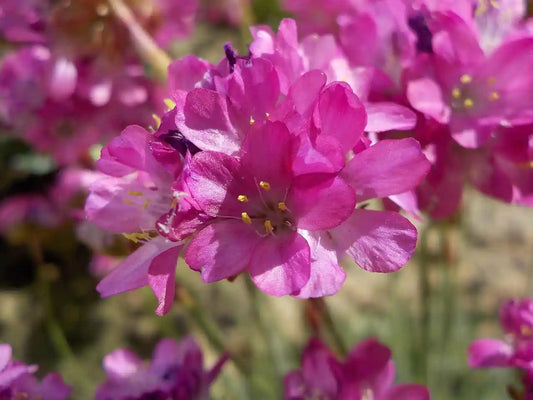 Fleurs roses du gazon d'Espagne