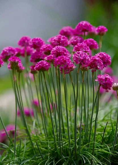 Gazon d'Espagne en fleurs groupées