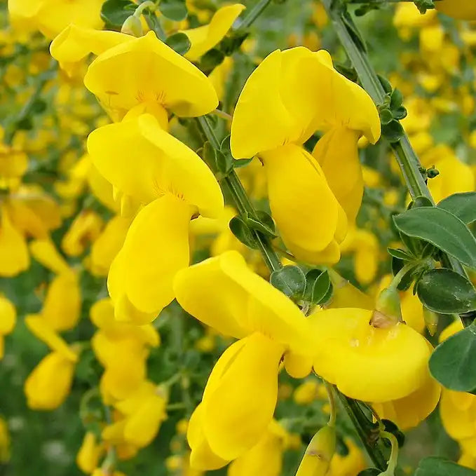 Genêt à balais (Cytisus scoparius)