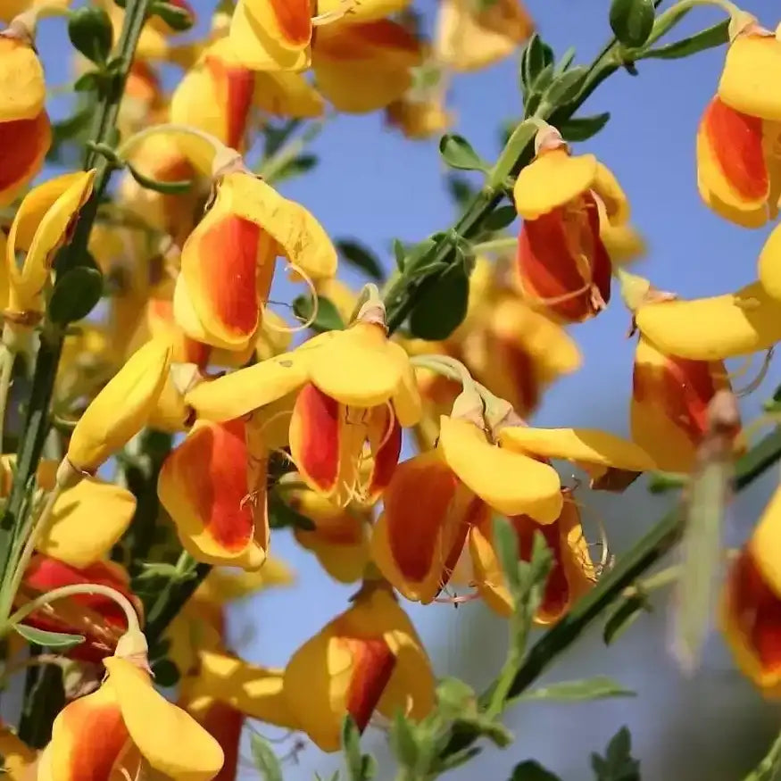 Genêt ‘Andreanus’ (Cytisus scoparius ‘Andreanus’)